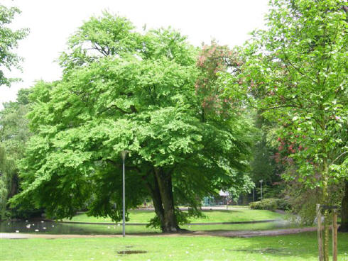 Wilhelminapark (Tilburg)